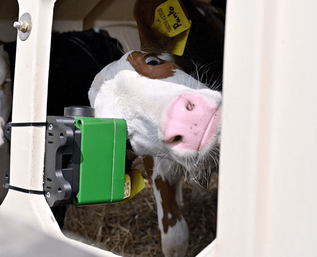 A calf in a pen sniffing a wall-mounted Pneumonitor device