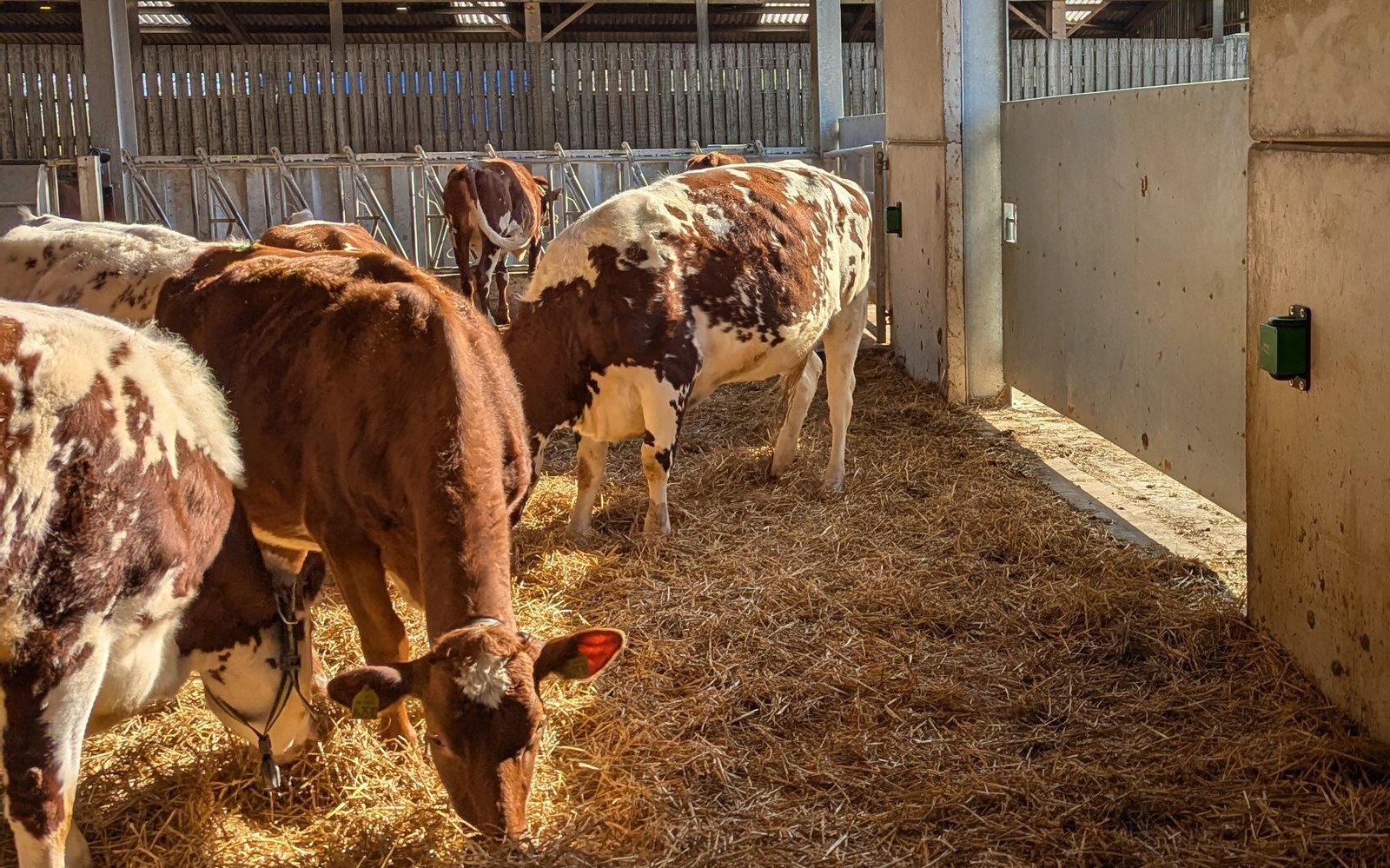 A dairy cow in sunlit housing where heat stress builds