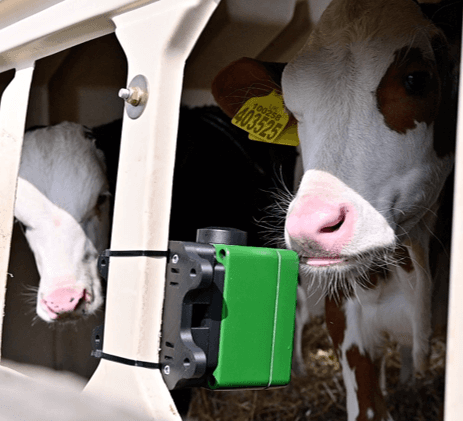 A Pneumonitor mounted inside a calf pen with a curious calf sniffing it